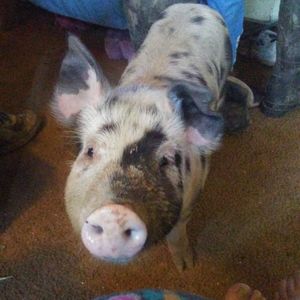 Meet your Posher, Ilse